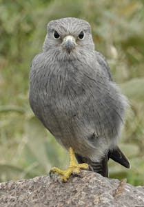 Gray Kestrel © Walt Anderson