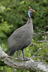 Helmeted Guineafowl © Walt Anderson