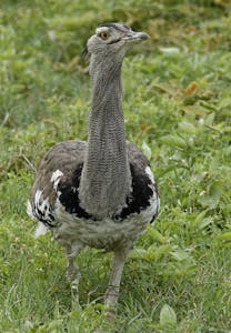 Kori Bustard © Walt Anderson