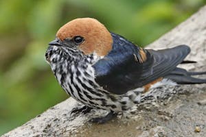 Lesser Striped Swallow © Walt Anderson