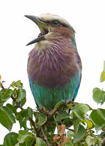 Lilac-breasted Roller © Walt Anderson