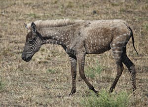 Melanistic Zebra © Walt Anderson