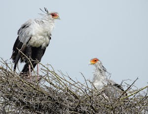 Secretary Bird © Walt Anderson