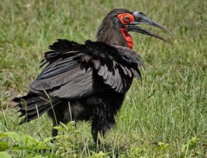So Ground-Hornbill © Walt Anderson