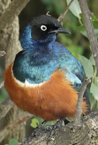 Superb Starling © Walt Anderson