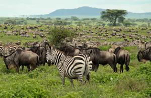 Zebras and Wildebeests © Walt Anderson