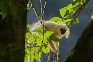 Golden Langur © Namgay Tshering