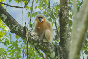 Golden Langur © Namgay Tshering