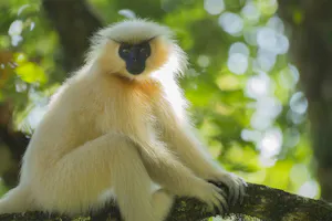 Golden Langur © Namgay Tshering