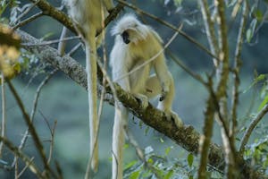Langur © Namgay Tshering