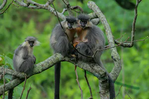 Langur © Namgay Tshering