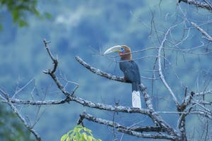 Rufous-necked Hornbill © Namgay Tshering