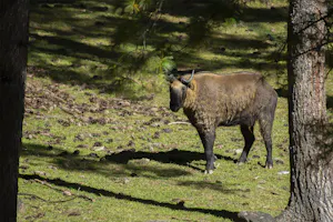 Takin © Namgay Tshering