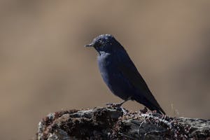 Grandala © Namgay Tshering