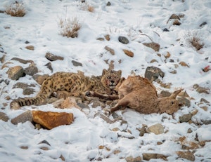 Snow Leopard © Grace Chen