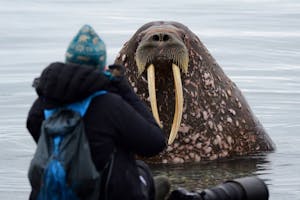 Walrus and Traveler © Analise Dubner