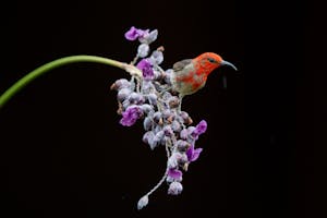 Myzomela © Charlie Ryan