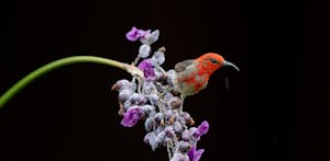 Myzomela © Charlie Ryan