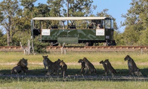 Elephant Express with Lions © Imvelo Safari Lodges