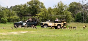 African Wild Dogs © Imvelo Safari Lodges