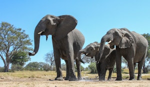 Elephants Seen from Look-Up Blind © Imvelo Safari Lodges