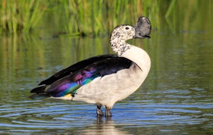 Comb Duck © Imvelo Safari Lodges