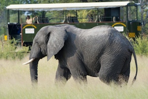 Elephant Express © Imvelo Safari Lodge