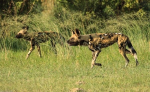 African Wild Dogs © Imvelo Safari Lodges