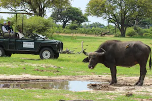 Cape Buffalo © Imvelo Safari Lodges