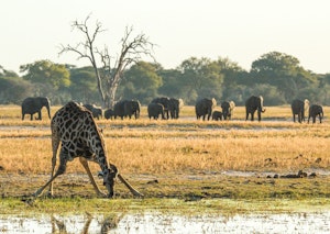 Giraffe and Elephants © Imvelo Safari Lodges