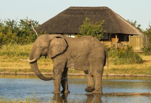 Elephant © Imvelo Safari Lodges