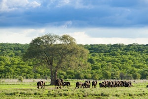 Elephants © Imvelo Safari Lodges