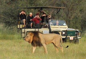 Lion © Imvelo Safari Lodges