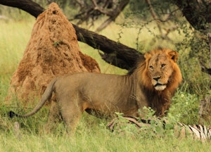 Lion © Imvelo Safari Lodges