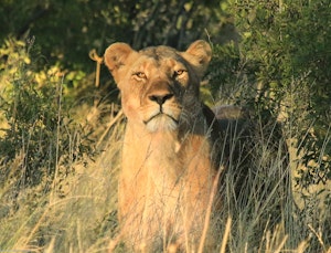 Lion © Imvelo Safari Lodges