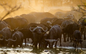 Cape Buffalo © Imvelo Safari Lodges