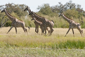 Giraffes © Imvelo Safari Lodges