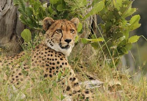 Cheetah © Imvelo Safari Lodges