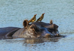 Hippo © Imvelo Safari Lodges