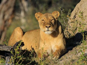 Lion © Imvelo Safari Lodges