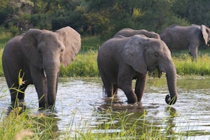 Elephants © Imvelo Safari Lodges