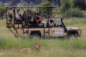 Lion © Imvelo Safari Lodges