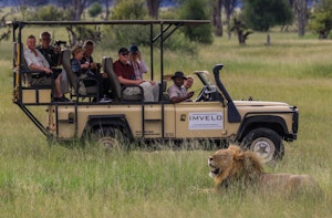 Travelers with Lion © Imvelo Safari Lodges