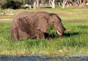 Elephant © Imvelo Safari Lodges