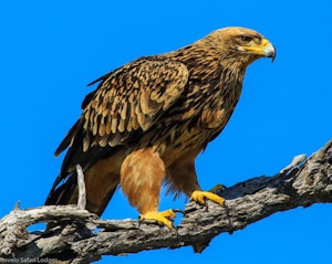 Steppe Eagle © Imvelo Safari Lodges