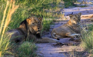 Lions © Imvelo Safari Lodges