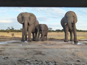 Elephants © Patti Collins