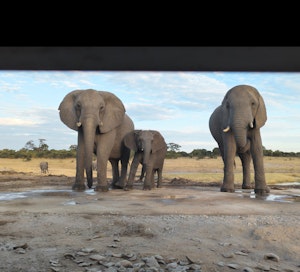 Elephants © Patti Collins