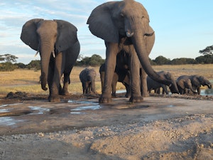 Elephants © Patti Collins