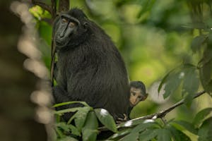 Black-crested Macaque © Charlie Ryan